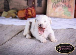 Blue Merle F1B mini bernedoodle near Chicago Illinois