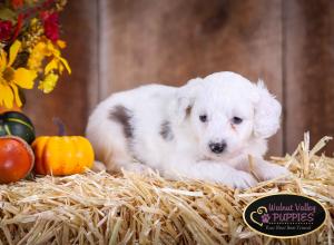 Blue Merle F1B mini bernedoodle near Chicago Illinois