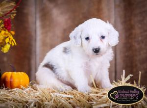 Blue Merle F1B mini bernedoodle near Chicago Illinois