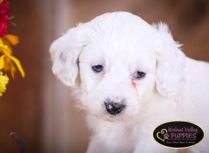 Blue Merle F1B mini bernedoodle near Chicago Illinois