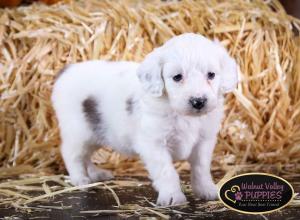 Blue Merle F1B mini bernedoodle near Chicago Illinois