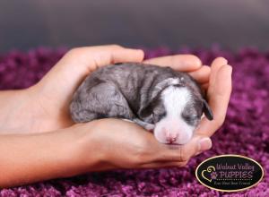 Blue Merle F1B mini bernedoodle near Chicago Illinois