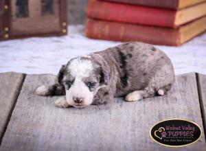Blue Merle F1B mini bernedoodle near Chicago Illinois