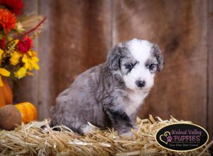 Blue Merle F1B mini bernedoodle near Chicago Illinois