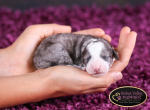 Blue Merle F1B mini bernedoodle near Chicago Illinois