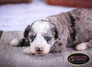 Blue Merle F1B mini bernedoodle near Chicago Illinois