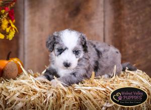 Blue Merle F1B mini bernedoodle near Chicago Illinois