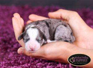 Blue Merle F1B mini bernedoodle near Chicago Illinois