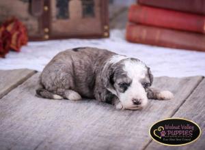 Blue Merle F1B mini bernedoodle near Chicago Illinois