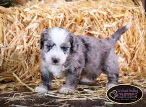 Blue Merle F1B mini bernedoodle near Chicago Illinois