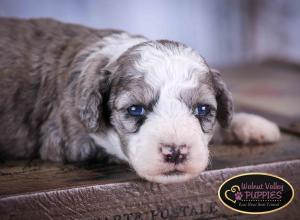 Blue Merle F1B mini bernedoodle near Chicago Illinois