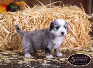 Blue Merle F1B mini bernedoodle near Chicago Illinois