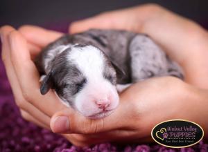 Blue Merle F1B mini bernedoodle near Chicago Illinois