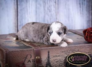 Blue Merle F1B mini bernedoodle near Chicago Illinois