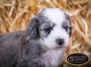 Blue Merle F1B mini bernedoodle near Chicago Illinois