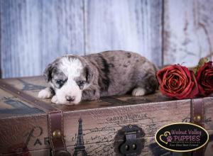 Blue Merle F1B mini bernedoodle near Chicago Illinois