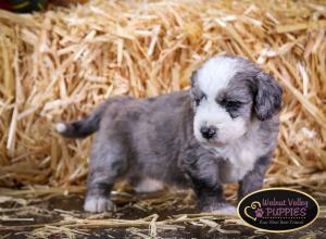 Blue Merle F1B mini bernedoodle near Chicago Illinois