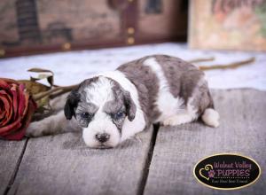 Blue Merle F1B mini bernedoodle near Chicago Illinois