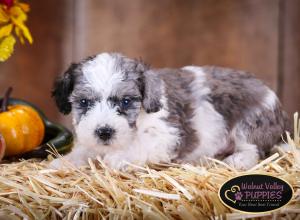 Blue Merle F1B mini bernedoodle near Chicago Illinois