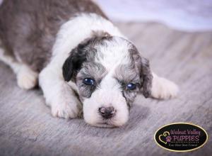 Blue Merle F1B mini bernedoodle near Chicago Illinois