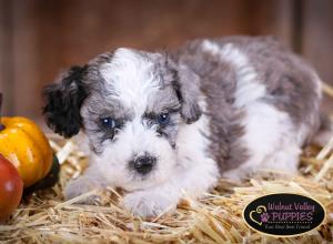 Blue Merle F1B mini bernedoodle near Chicago Illinois