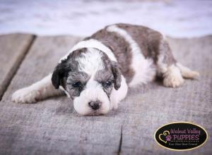 Blue Merle F1B mini bernedoodle near Chicago Illinois