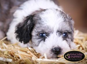 Blue Merle F1B mini bernedoodle near Chicago Illinois