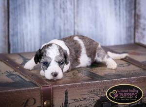 Blue Merle F1B mini bernedoodle near Chicago Illinois