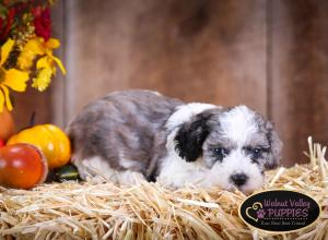 Blue Merle F1B mini bernedoodle near Chicago Illinois