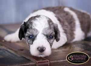 Blue Merle F1B mini bernedoodle near Chicago Illinois