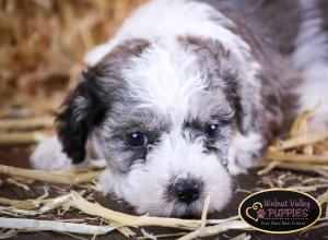 Blue Merle F1B mini bernedoodle near Chicago Illinois