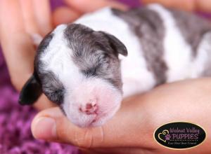 Blue Merle F1B mini bernedoodle near Chicago Illinois