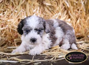 Blue Merle F1B mini bernedoodle near Chicago Illinois