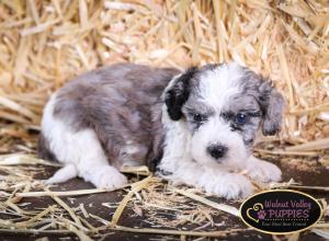 Blue Merle F1B mini bernedoodle near Chicago Illinois