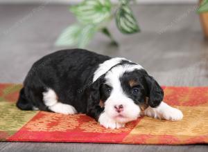 F1B mini bernedoodle near Chicago Illinois