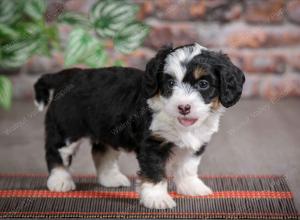 F1B mini bernedoodle near Chicago Illinois