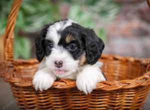 F1B mini bernedoodle near Chicago Illinois