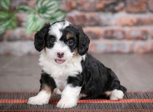 F1B mini bernedoodle near Chicago Illinois