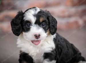 F1B mini bernedoodle near Chicago Illinois