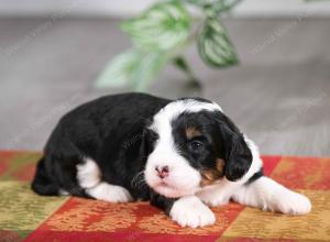 F1B mini bernedoodle near Chicago Illinois