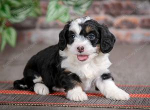 F1B mini bernedoodle near Chicago Illinois