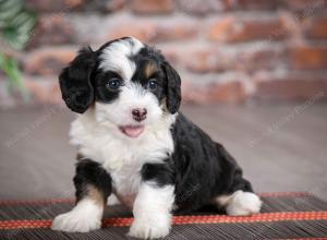 F1B mini bernedoodle near Chicago Illinois