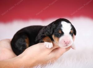 tri-colored male mini bernedoodle near Chicago Illinois