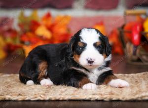 tri-colored male mini bernedoodle near Chicago Illinois