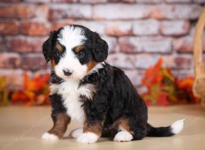 tri-colored male mini bernedoodle near Chicago Illinois