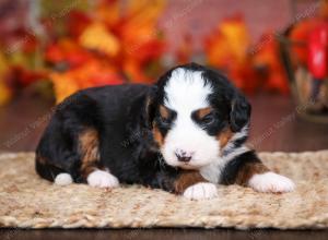 tri-colored male mini bernedoodle near Chicago Illinois