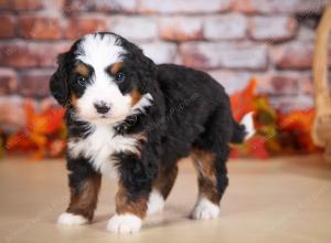 tri-colored male mini bernedoodle near Chicago Illinois