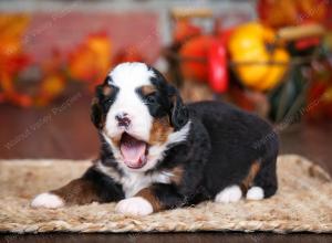 tri-colored male mini bernedoodle near Chicago Illinois