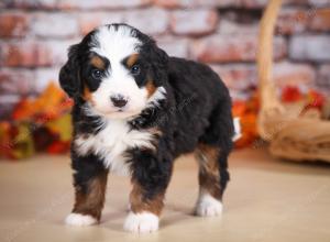 tri-colored male mini bernedoodle near Chicago Illinois