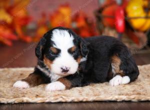 tri-colored male mini bernedoodle near Chicago Illinois